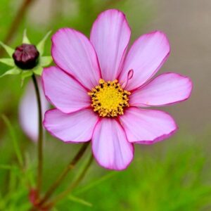 Cosmos bipinnatus Sensation Picotee (Sensation Series)