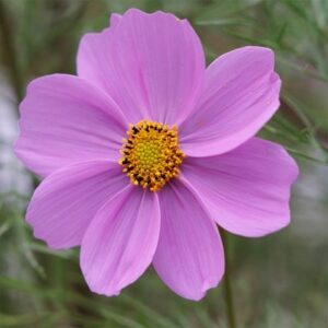 Cosmos bipinnatus Sensation Pinkie (Sensation Series)