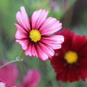 Cosmos bipinnatus Velouette