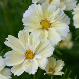 Cosmos bipinnatus Xanthos