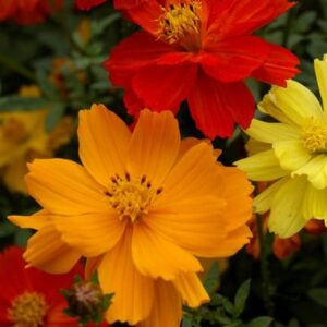 Cosmos sulphureus Bright Lights mixed