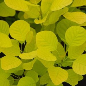 Cotinus coggygria Golden Spirit ('Ancot') (PBR)