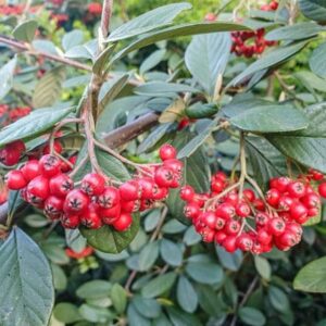 Cotoneaster franchetii