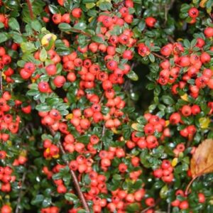 Cotoneaster × suecicus Coral Beauty