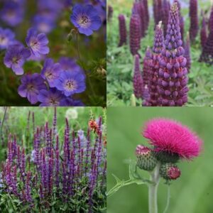 Cottage garden showstoppers mini-border collection