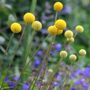 Craspedia globosa