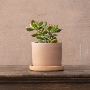 Crassula ovata