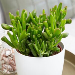 Crassula ovata Hobbit