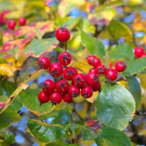 Crataegus persimilis Prunifolia