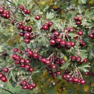 Crataegus schraderiana