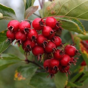 Crataegus succulenta Jubilee (PBR)