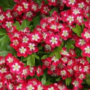 Crataegus × media Crimson Cloud