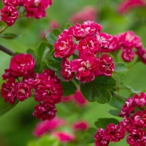 Crataegus × media Paul's Scarlet