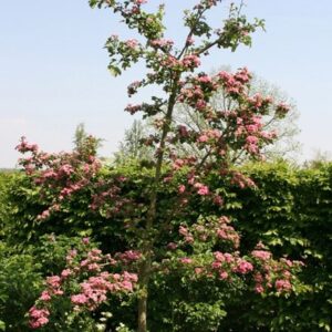 Crataegus × media Punicea Flore Pleno
