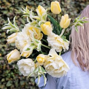 Creme fraiche tulip collection