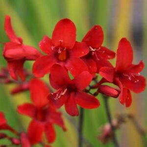 Crocosmia Hellfire