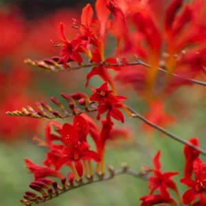 Crocosmia Lucifer