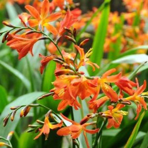 Crocosmia × crocosmiiflora Carmin Brillant