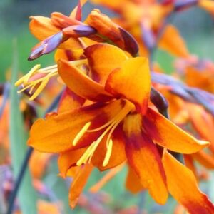 Crocosmia × crocosmiiflora Emily Mckenzie