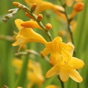 Crocosmia × crocosmiiflora George Davison