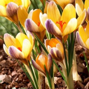 Crocus Advance