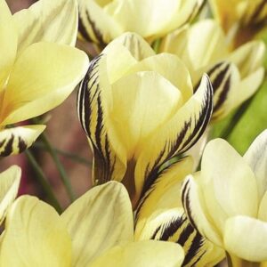 Crocus Gipsy Girl