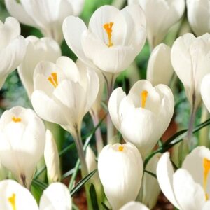 Crocus Jeanne d'Arc