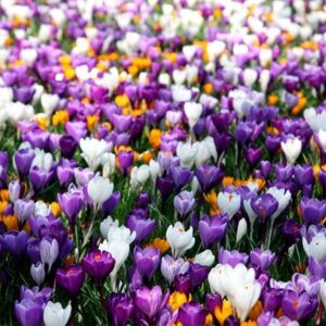 Crocus Mixed Colours