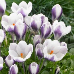 Crocus Prins Claus