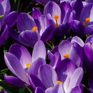 Crocus Remembrance