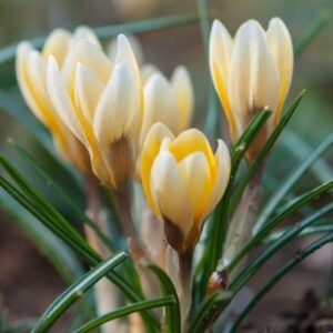 Crocus Romance