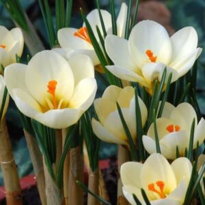 Crocus chrysanthus Cream Beauty