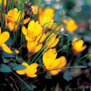 Crocus chrysanthus var. fuscotinctus