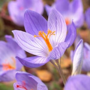 Crocus speciosus