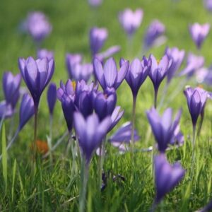 Crocus speciosus Conqueror