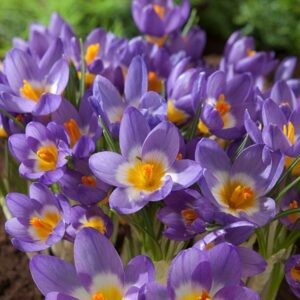 Crocus sublimis Tricolor