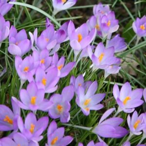 Crocus tommasinianus