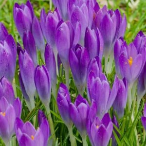 Crocus tommasinianus Barr's Purple