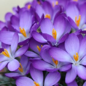 Crocus tommasinianus Whitewell Purple