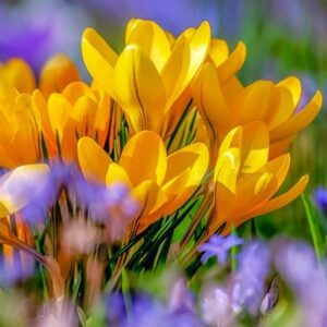 Crocus × luteus Golden Yellow