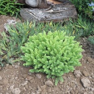 Cryptomeria japonica Hide