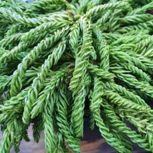 Cryptomeria japonica Spiralis