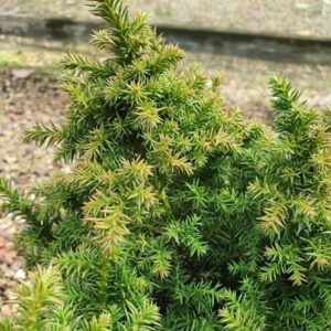 Cryptomeria japonica Vilmoriniana