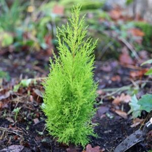 Cupressus macrocarpa Wilma