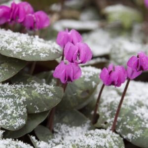 Cyclamen coum