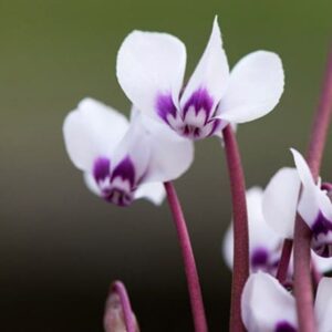 Cyclamen coum subsp. coum f. pallidum Album