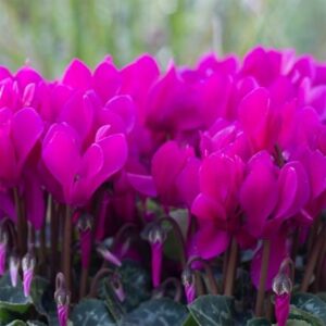 Cyclamen persicum Verano Dark Violet (Super Verano Series)
