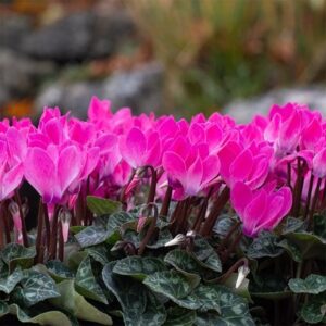 Cyclamen persicum Verano Neon Pink (Super Verano Series)