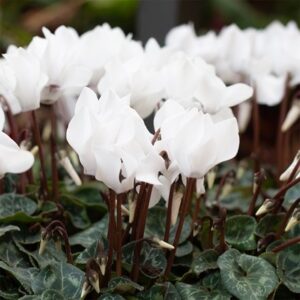 Cyclamen persicum Verano Pure White (Super Verano Series)