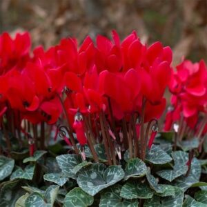 Cyclamen persicum Verano Red Improved (Super Verano Series)